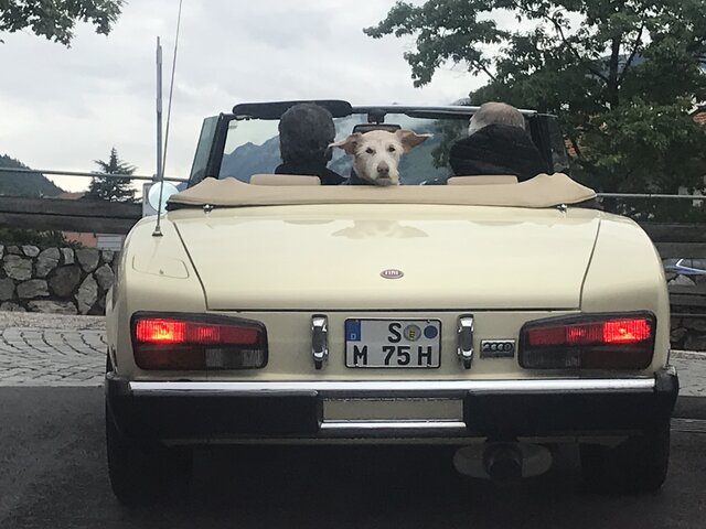 IMG_7824.JPG (1.31 MiB) 16789 mal betrachtet die nachfolgenden Dinos fest im Blick